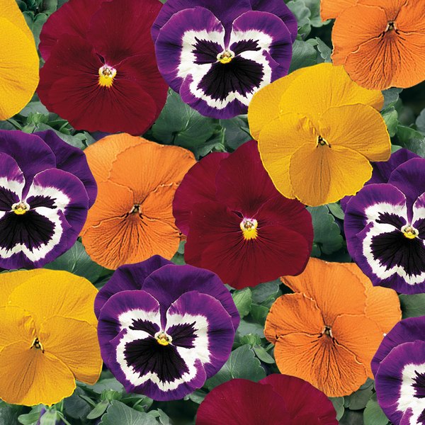 Fruit Salad pansy