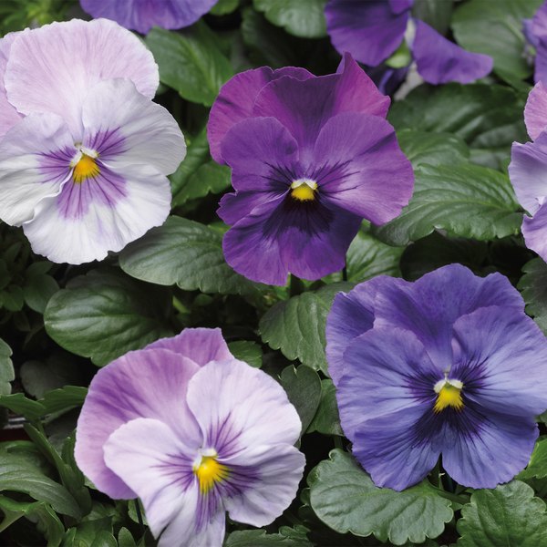 Lavender Blue Shades pansy