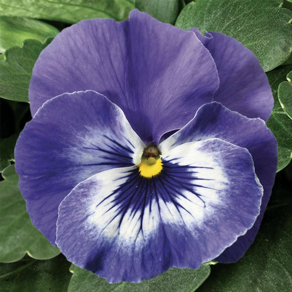 Marina pansy