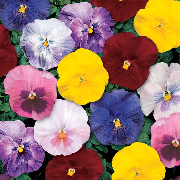 Monet pansy