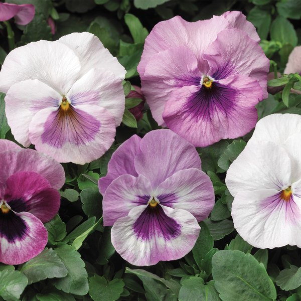 Pink Shades pansy