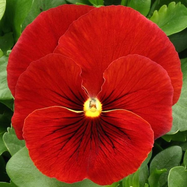 Pure Red pansy