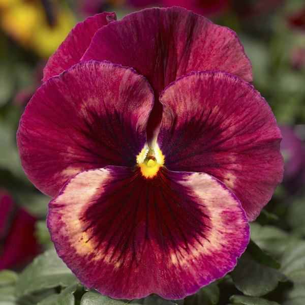 Rose Medley pansy