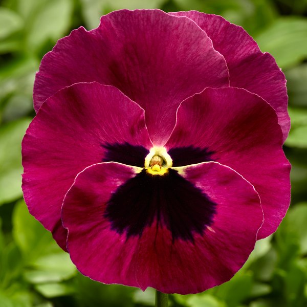 Rose with Blotch pansy