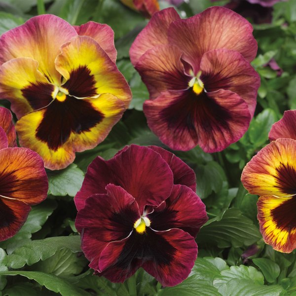 Tapestry pansy