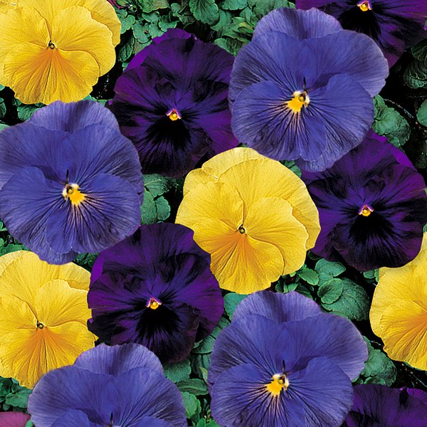Tri-color pansy