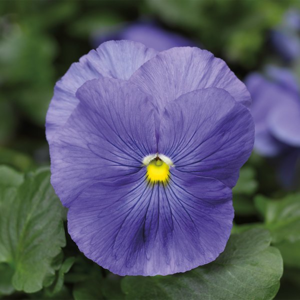 True Blue pansy