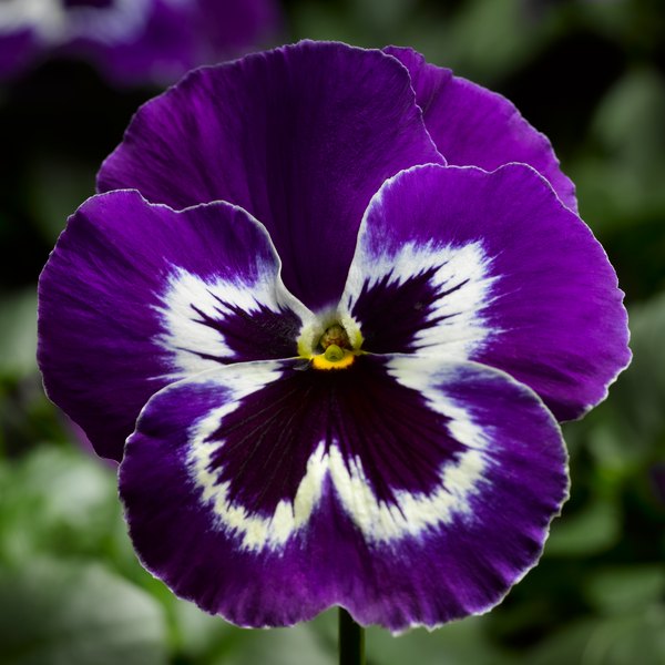 Violet and White pansy