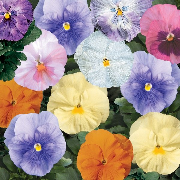 Watercolors pansy
