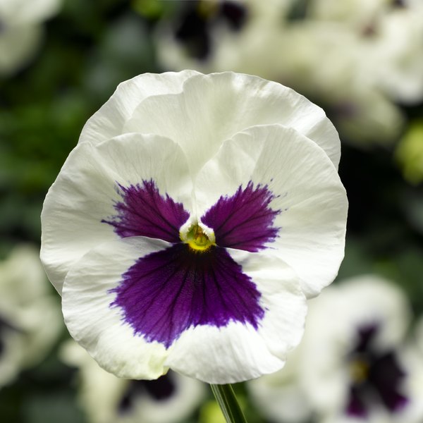 White with Blotch pansy