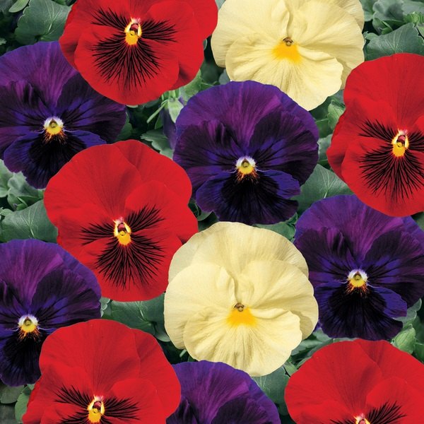 Wine and Cheese pansy