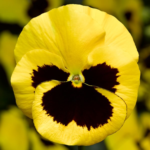 Yellow with Blotch pansy