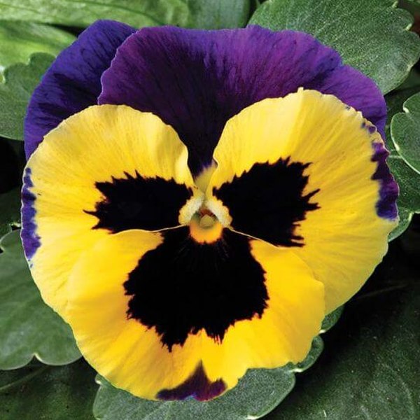 Yellow with Purple Wing pansy