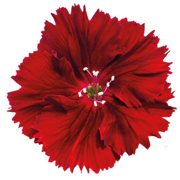 Crimson dianthus