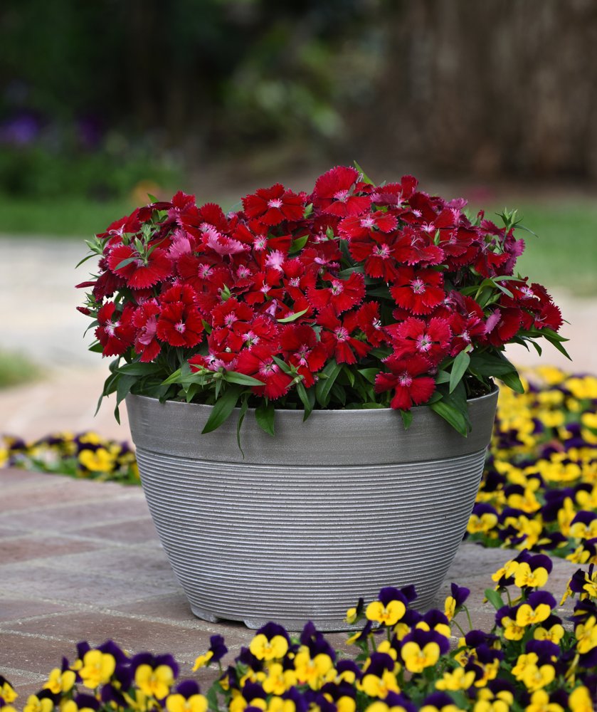 Floral Lace Red in a container