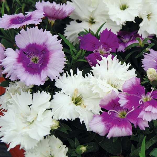 Lavendena Mix dianthus