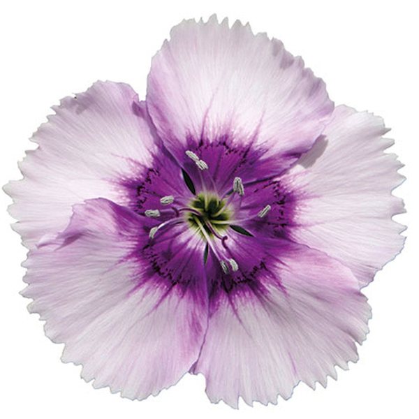 Lavender Picotee dianthus