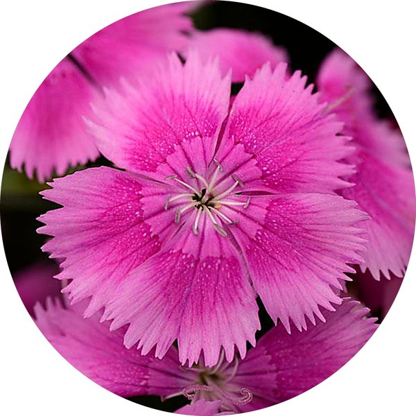 Lilac dianthus