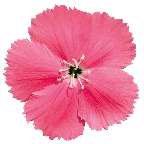 Pink dianthus
