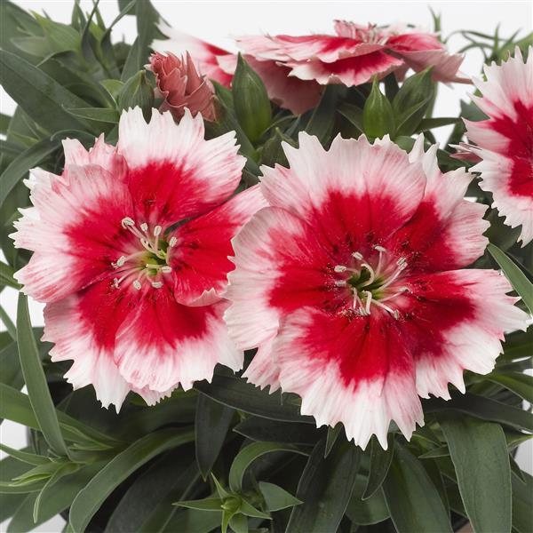 Red Peppermint dianthus
