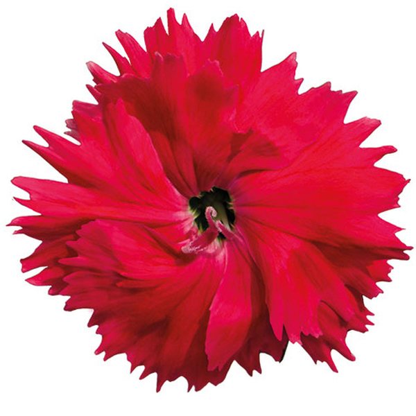 Salmon dianthus
