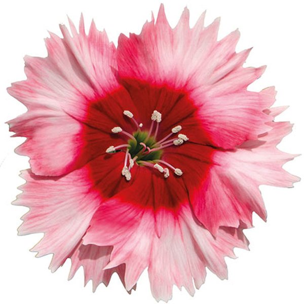 Scarlet Picotee dianthus