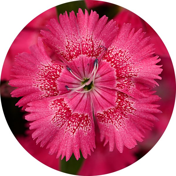 True Rose dianthus
