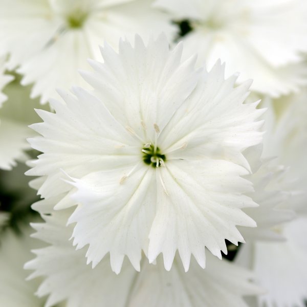 White dianthus