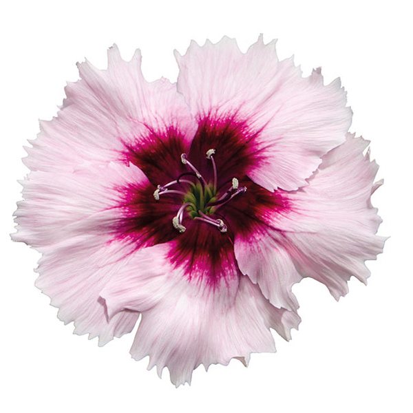 White Purple Center dianthus