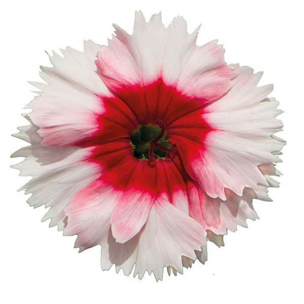 White with Red Center dianthus