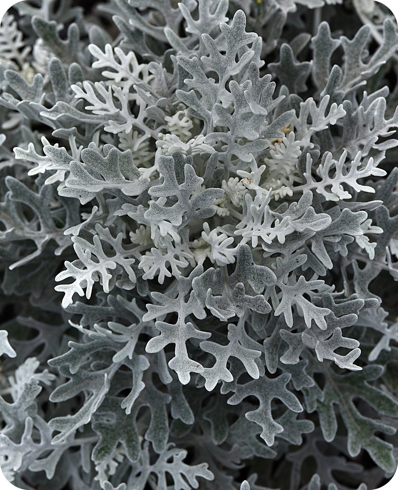 Dusty Miller Silverdust