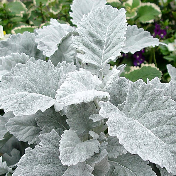 4-inch Dusty Miller