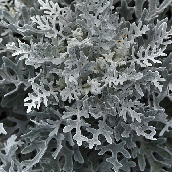 Dusty Miller