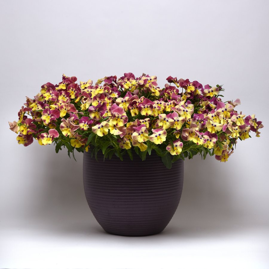 Cool Wave pansies in a pot
