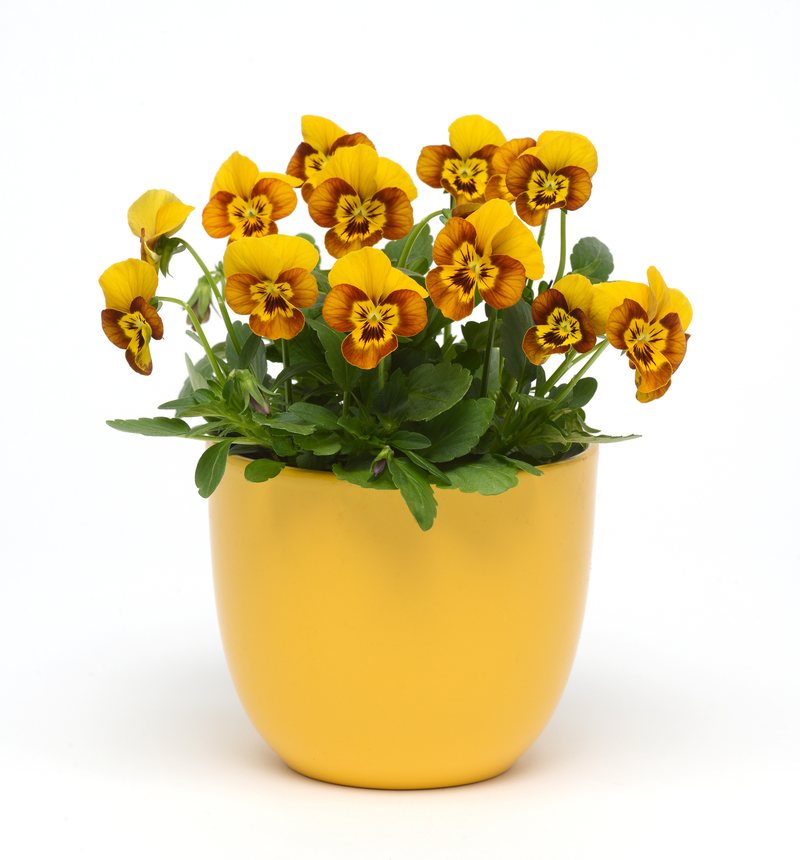 Sorbet and ColorMax Violas