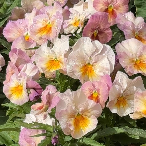Antique Shades pansy