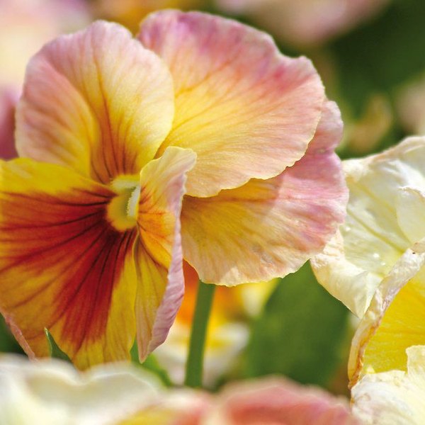 Antique Shades, rose and gold pansy