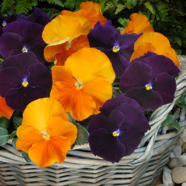 Halloween Mix pansy