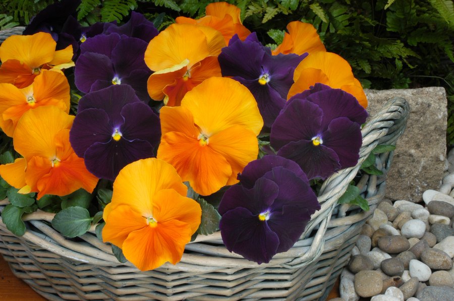 Halloween Mix pansies in a basket