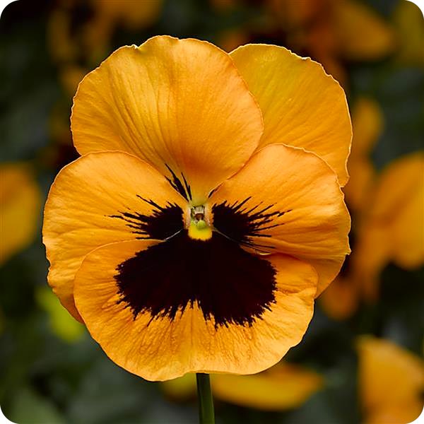 Pumpkin Blotched pansy