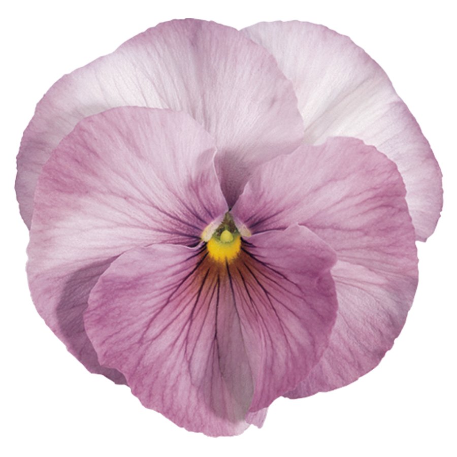 Inspire Lilac Shades