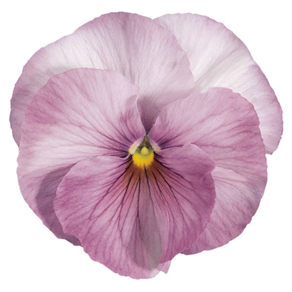 Inspire Pansies
