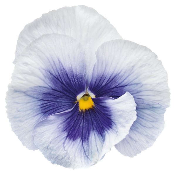 Metallic Blue Blotch pansy