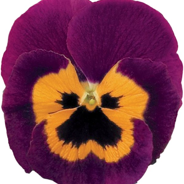 Purple and Orange pansy