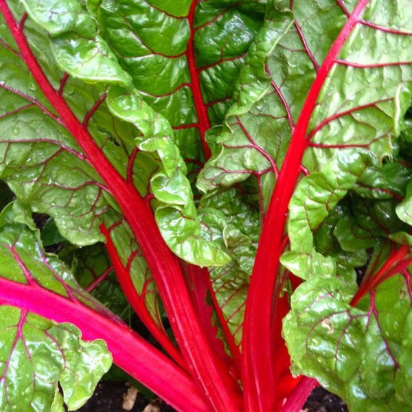 Burgundy Chard ornamental kale and cabbage