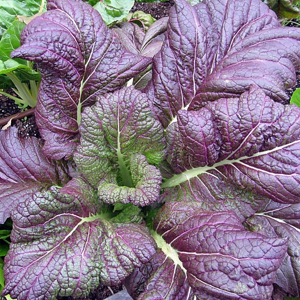 Giant Red Mustard ornamental kale and cabbage