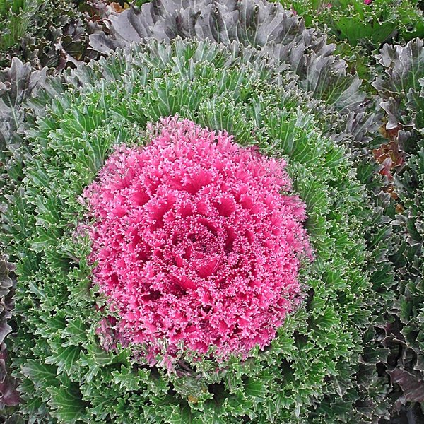 Glamour Red ornamental kale and cabbage
