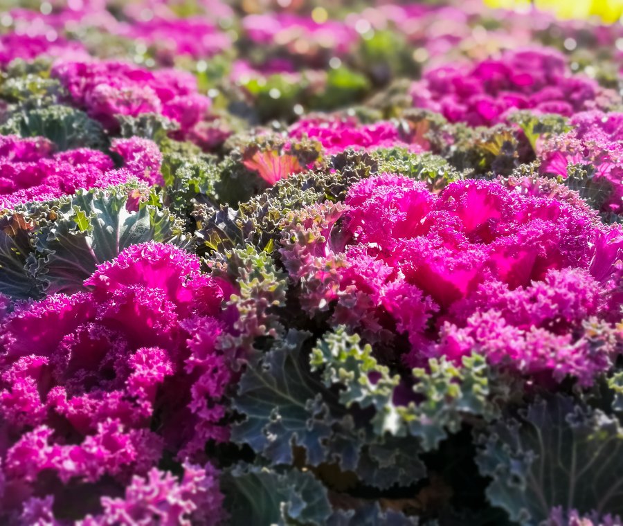 Glamour Red flowering cabbage