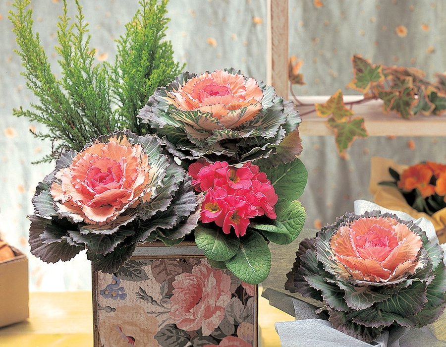 Ornamental cabbage and kale display