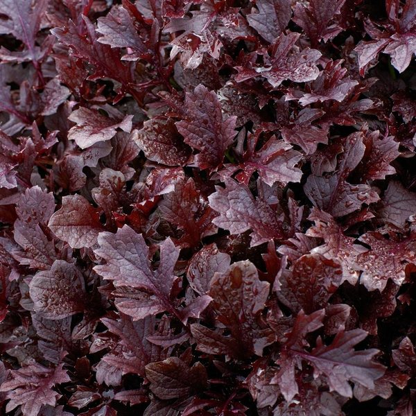 Miz America Mustard ornamental kale and cabbage